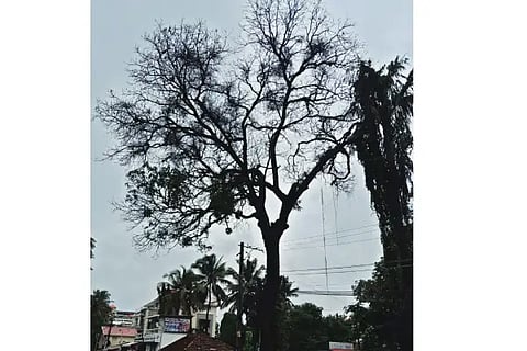 Tree
