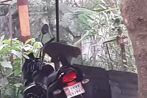 video viral