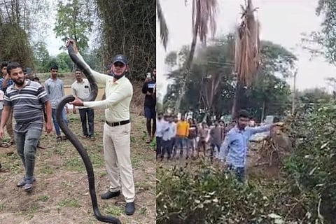 snake
