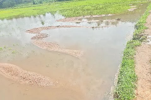 agriculture land