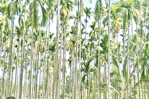 areca