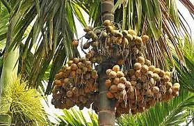 arecanut