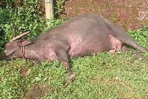 baffalo