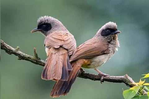 birds
