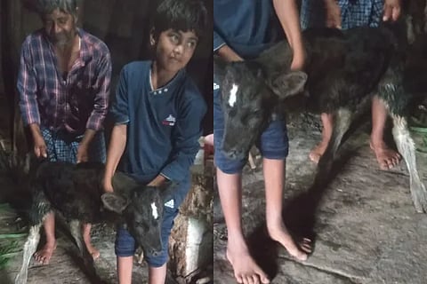 calf