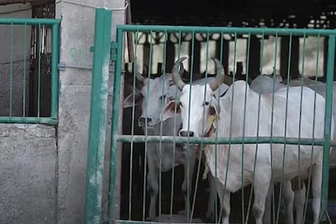 cattle