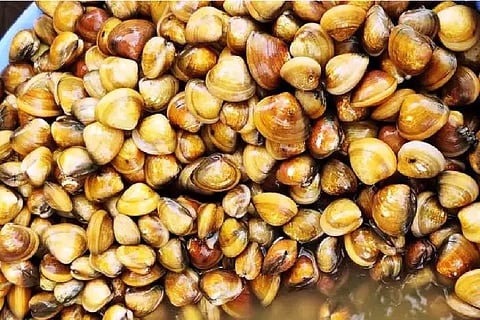 clams