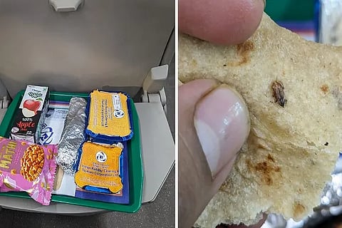 cockroach