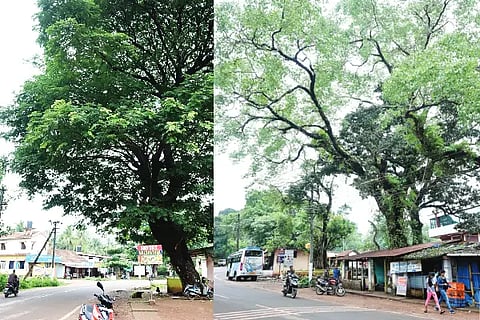 dangerous trees