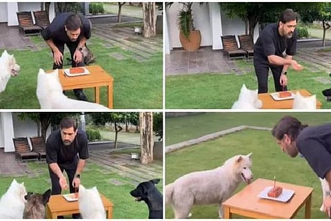 dhoni web