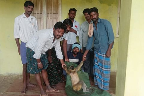 dog