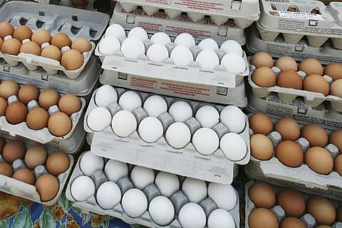 eggs