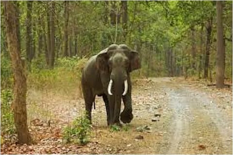 elephant