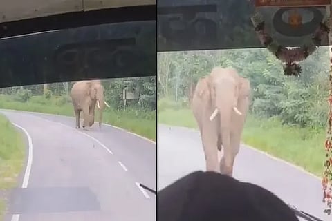 elephant