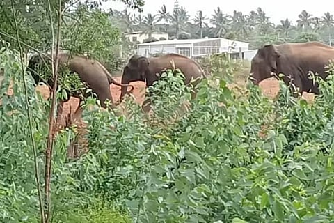 elephant