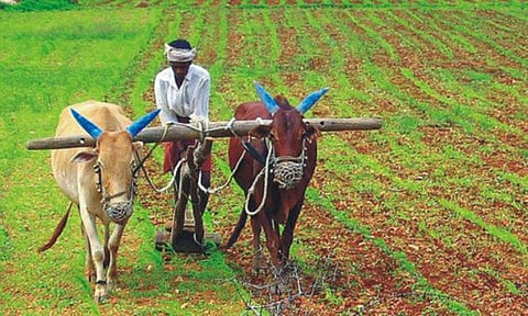 farmer