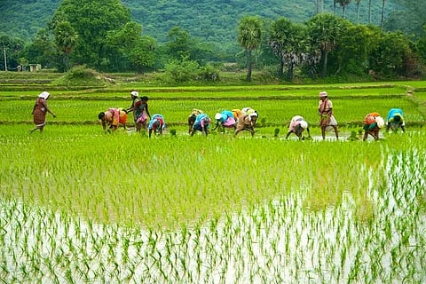farmer