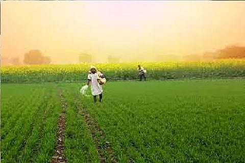 farmers