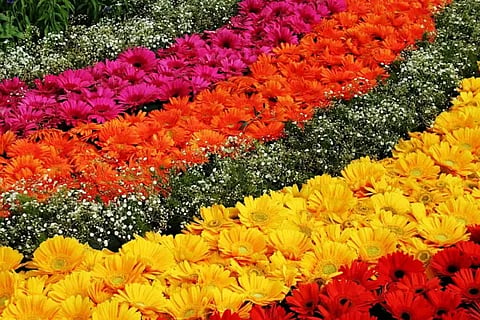 flower