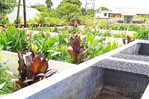 garden