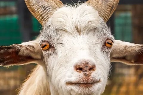 goat