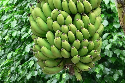 green banana