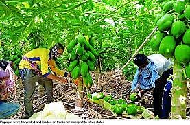 horticulture