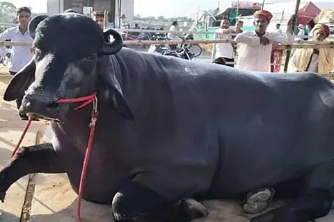jodhpur bhima bull