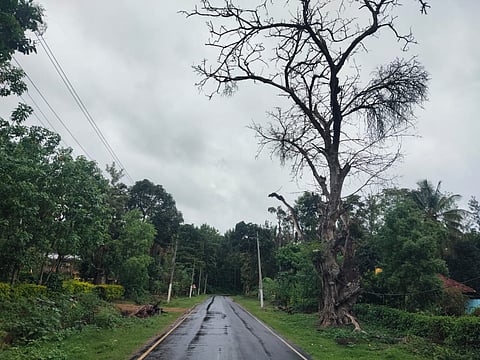 jul15 ss 1 heggaladalli oanagininttha mara (1)