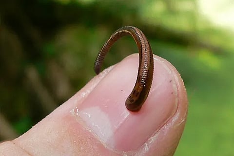 leeches