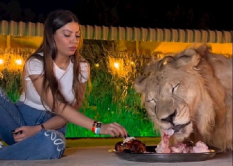 lion dinner