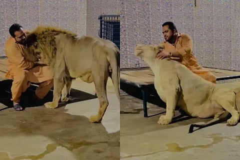 lion lioness