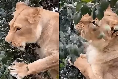 lion