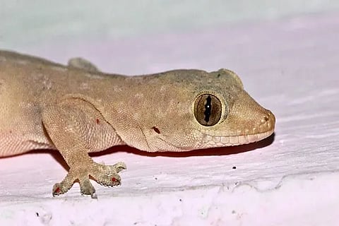 lizord