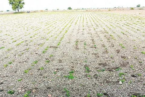 mansoon crop