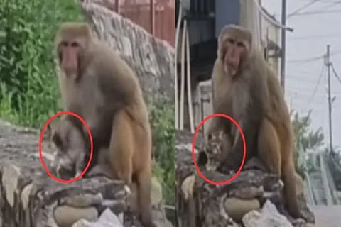 monkey