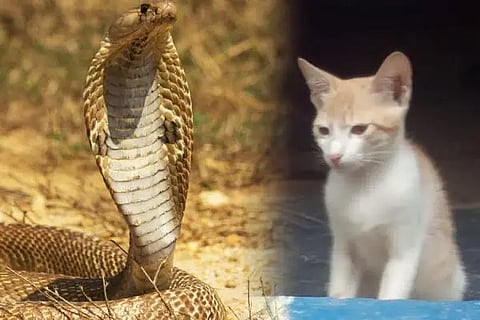 naanu bekku