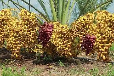 palm growers