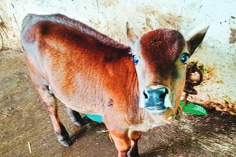 punganuru calf