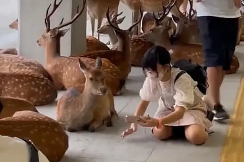 rainedeer