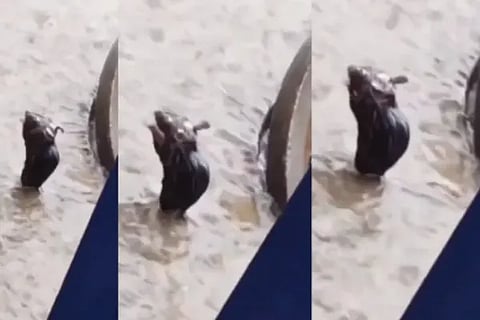 rat