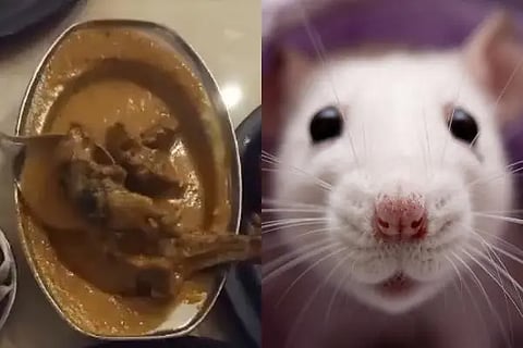 rat