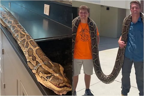 snake