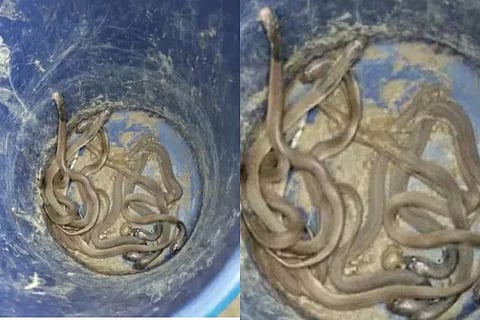 snake