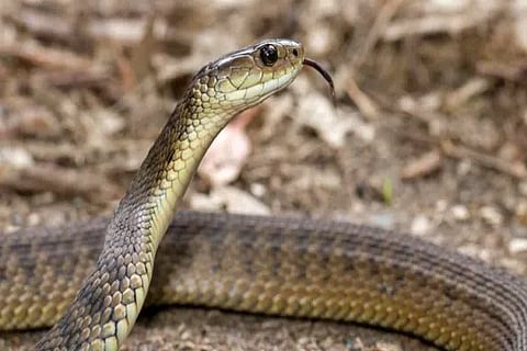snake