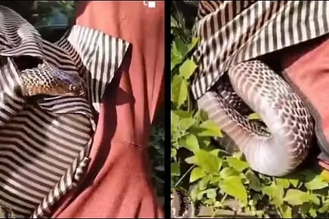 snake in shirt