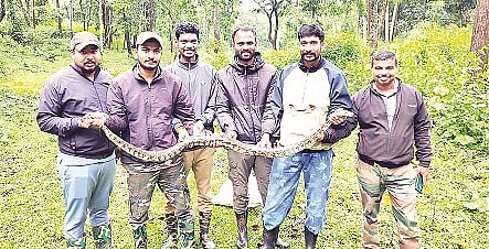 snake