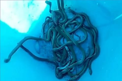 snake
