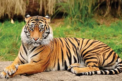 tiger