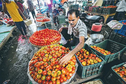 tomato